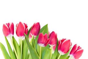 spring flowers tulips photo