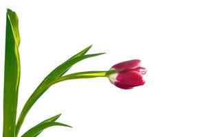 spring flowers tulips photo