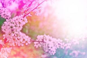 Bright colorful spring flowers photo