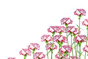 branch carnation flowers isolated on white background photo