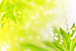 Spring landscape. flowers lily of the valley photo