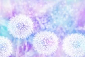 Fluffy dandelion flower against the background of the summer landscape. photo