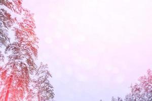 bosque de invierno congelado con árboles cubiertos de nieve. foto