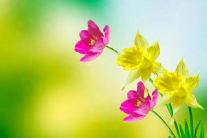 Spring flowers of daffodils. photo