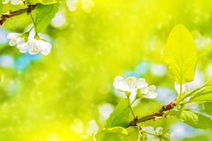 Blossoming branch apple. photo