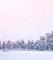 Frozen winter forest with snow covered trees. photo