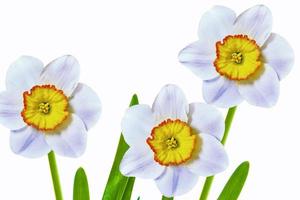 spring flowers narcissus isolated on white background photo