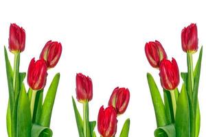 spring flowers tulips photo