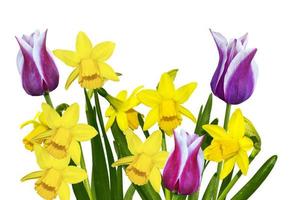 Bright colorful spring flowers of daffodils and tulips isolated on white background. photo