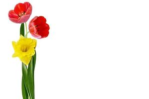 Bright colorful spring flowers of daffodils and tulips isolated on white background. photo