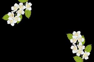 branch of jasmine flowers isolated on black background. photo