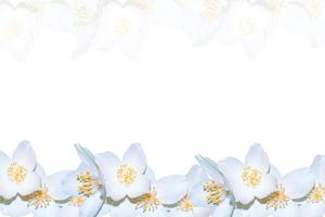 branch of jasmine flowers isolated on white background. photo