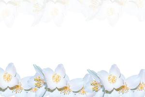 branch of jasmine flowers isolated on white background. photo