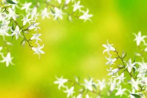 Floral background with bright spring flowers bells photo