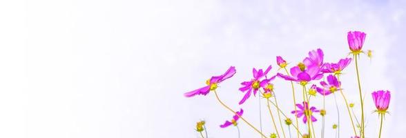 Colorful cosmos flowers on a background of summer landscape. photo