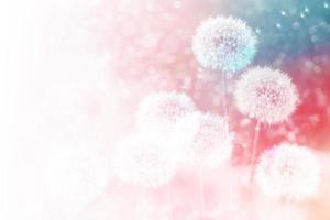 Fluffy dandelion flower against the background of the summer landscape. photo