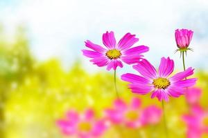 Colorful cosmos flowers on a background of summer landscape. photo