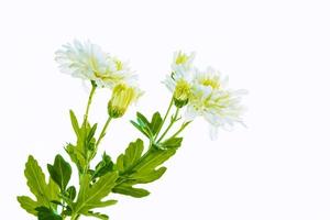 Colorful autumn flowers of chrysanthemum photo