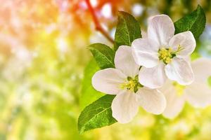 Blossoming branch apple. photo