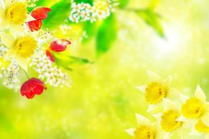 Bright colorful spring flowers photo