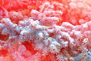 Frozen winter forest with snow covered trees. photo