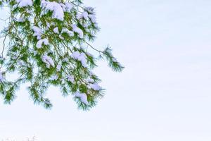 Frozen winter forest with snow covered trees. photo