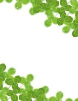 green clover leaves isolated on white background. St.Patrick 's Day photo