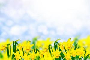 Spring flowers of daffodils. photo