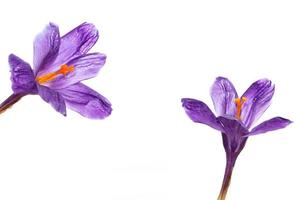 Spring flower crocus isolated on white background. photo