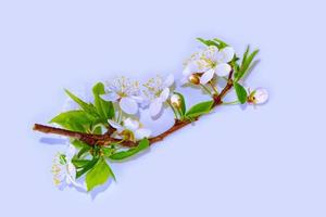 Natural floral background. photo