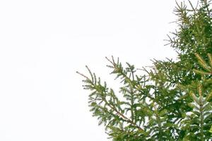 las ramas del árbol cubierto de nieve árbol de navidad foto