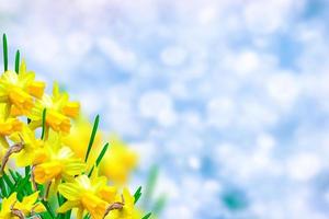 Spring flowers of daffodils. photo