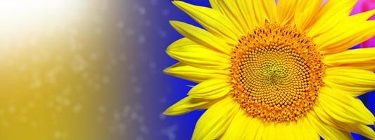 Summer field of sunflowers on a sunny day photo