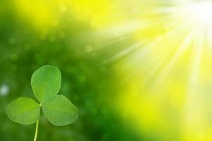 green clover leaves. natural background. photo