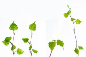 Birch twigs with the young green leaves photo