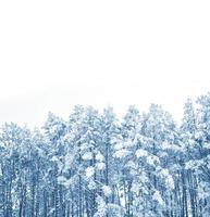 fondo borroso bosque de invierno con árboles cubiertos de nieve. foto