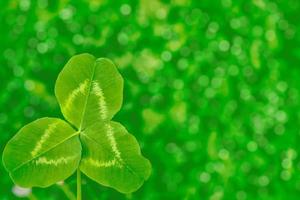 Green clover leaves on a background summer landscape photo