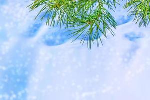 Frozen winter forest with snow covered trees. photo