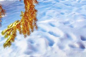 Frozen winter forest with snow covered trees. photo