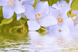 White jasmine The branch delicate spring flowers photo