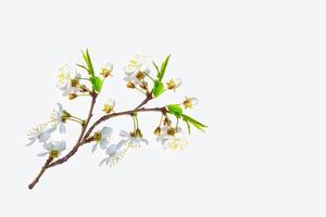 Flowering branch of cherry isolated on a white background. photo