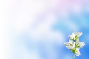 White jasmine The branch delicate spring flowers photo