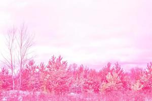 Frozen winter forest with snow covered trees. photo