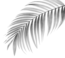 black leaf of palm tree on transparent background png file