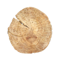 tree trunk cross section, A cutting board made of cross-sectional wood on transparent background png file