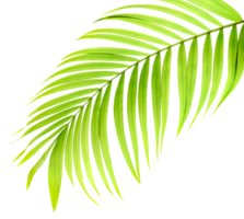 green leaf of palm tree on transparent background png file