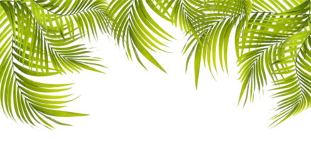 Green leaf of palm tree on transparent background png file