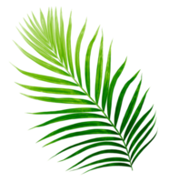 Green leaves of palm tree isolated on tranaparent background png file