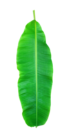 fress banana leaf on transparent background png file