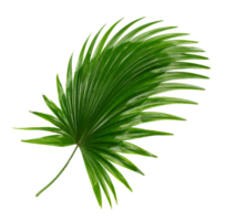 foglia verde di palma su file png di sfondo trasparente